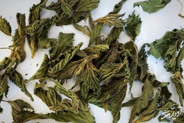 آموزش خشک کردن نعناع